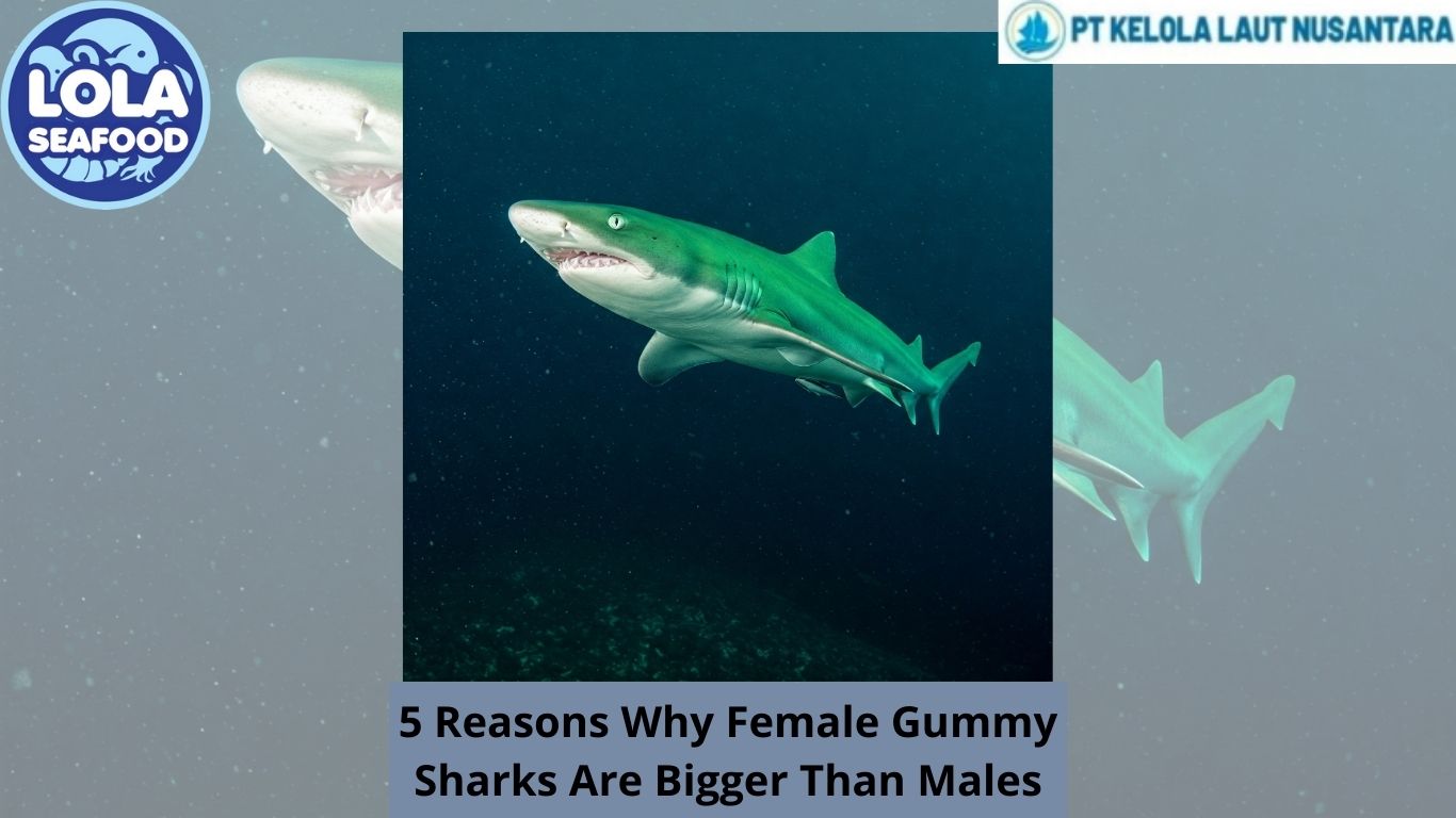 5 Reasons Why Female Gummy Sharks Are Bigger Than Males